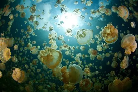 Méduses : les mers en pleine déconfiture